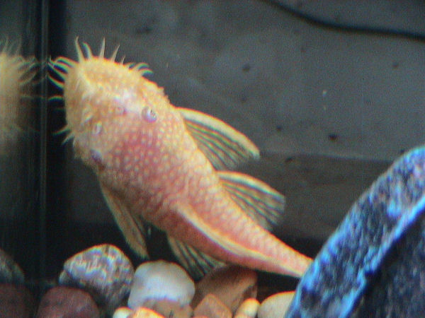 ancistrus11 Tipos de Ancistrus y Cómo Cuidarlos