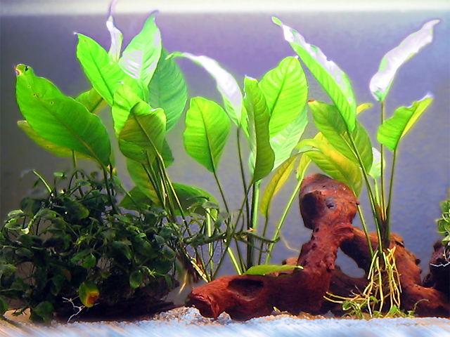 anubia Cuidados Básicos para Guppys
