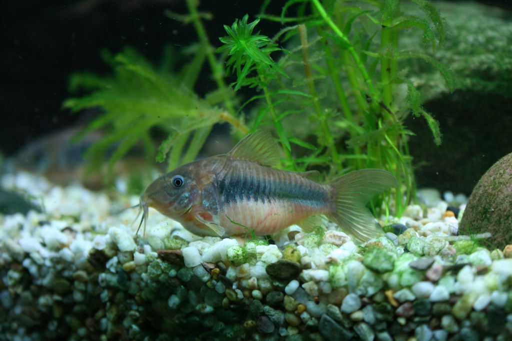 cory-aenius Enfermedades en las Corydoras y sus Tratamientos