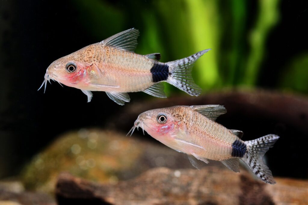 cory11-1024x683 Cómo Crear un Acuario Ideal para Corydoras