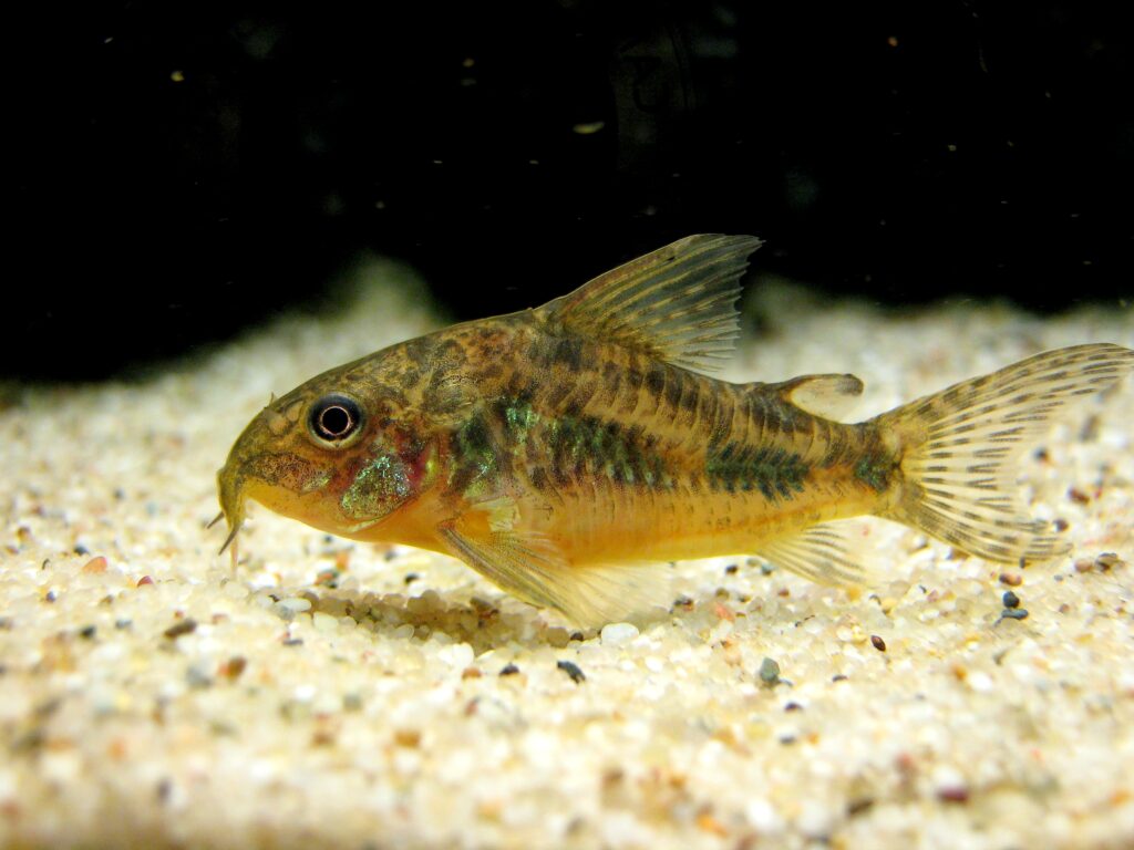 cory2-1024x768 Las Mejores Especies de Corydoras para Principiantes