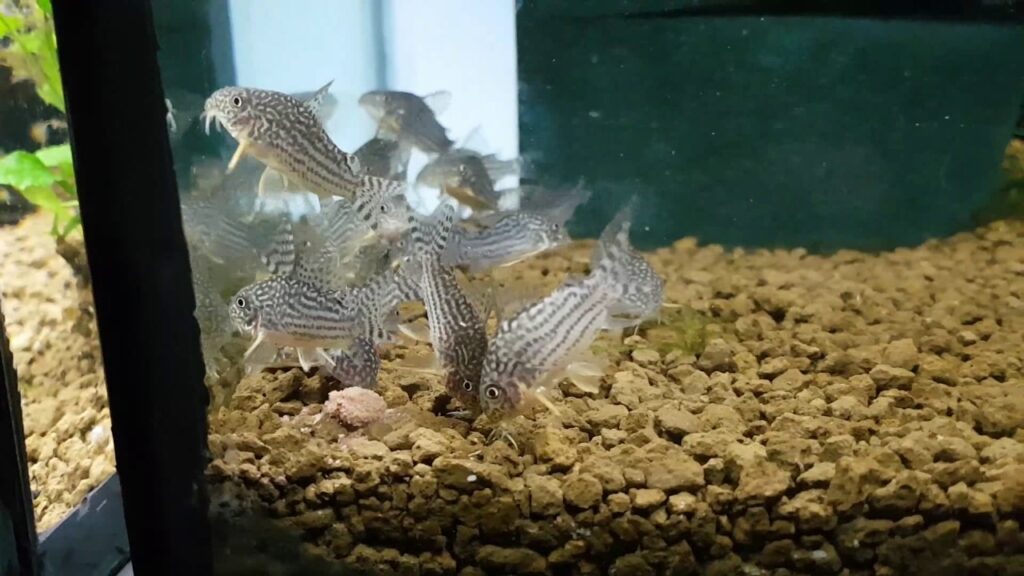 cory21-1024x576 Comportamiento Social de las Corydoras