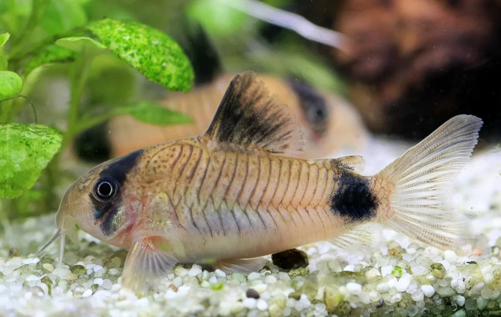 cory5-1024x649 Las Mejores Especies de Corydoras para Principiantes