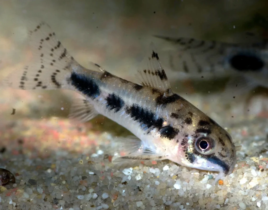 cory6-1024x804 ¿Qué darles de comer a mis corydoras?