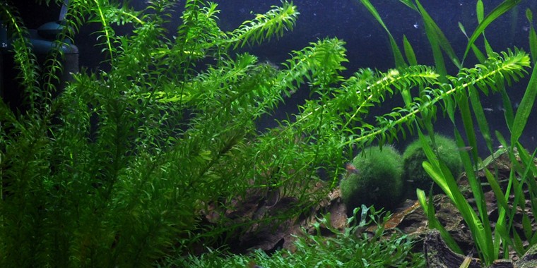 elodea Cuales son las mejores plantas para un acuario de guppys