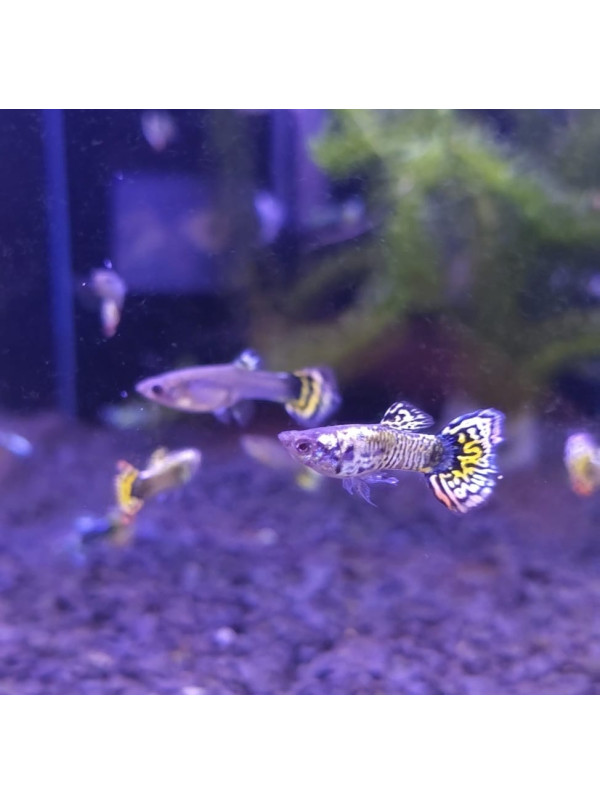 guppy21 Cuidados Básicos para Guppys