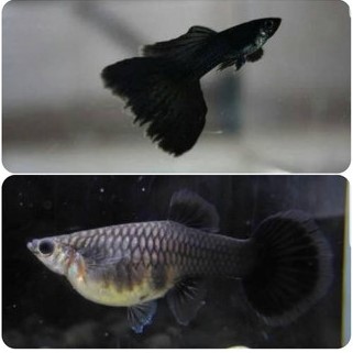 guppy22-2 Guppys de selección