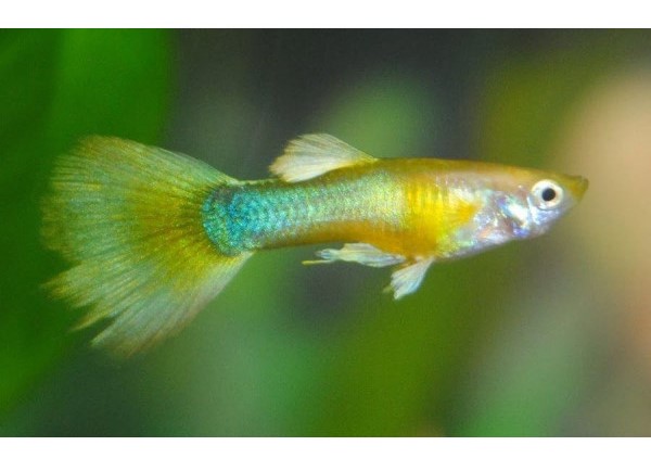  Guppys de selección