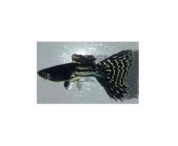 guppy27 Guppys de selección