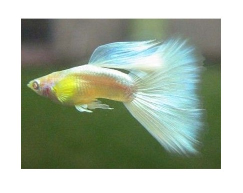  Guppys de selección