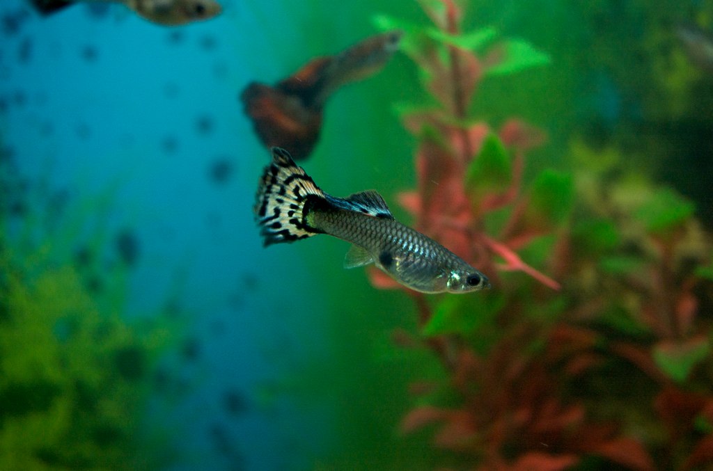 guppy30 Mitos y Realidades sobre los peces Guppy