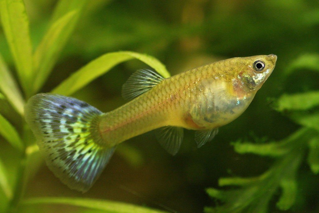 guppy31 Mitos y Realidades sobre los peces Guppy