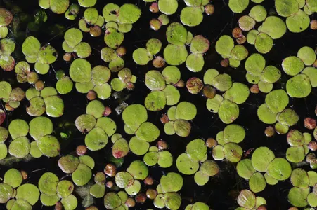 lenteja-de-agua Cuales son las mejores plantas para un acuario de guppys