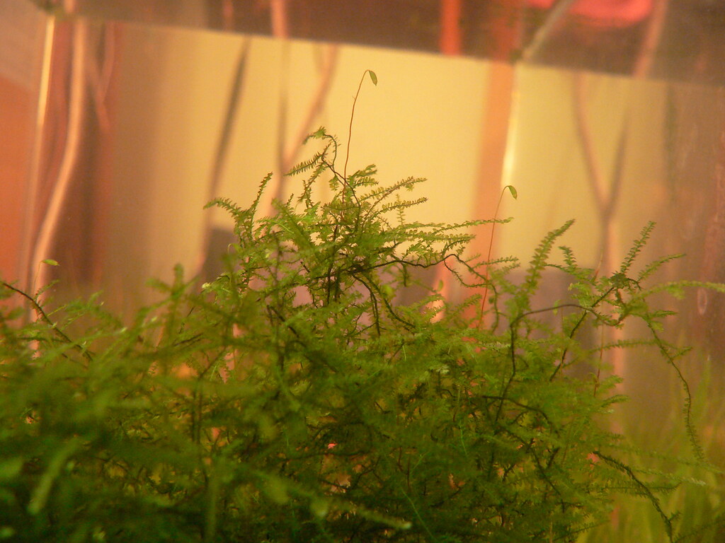 musgo-de-java Cuales son las mejores plantas para un acuario de guppys