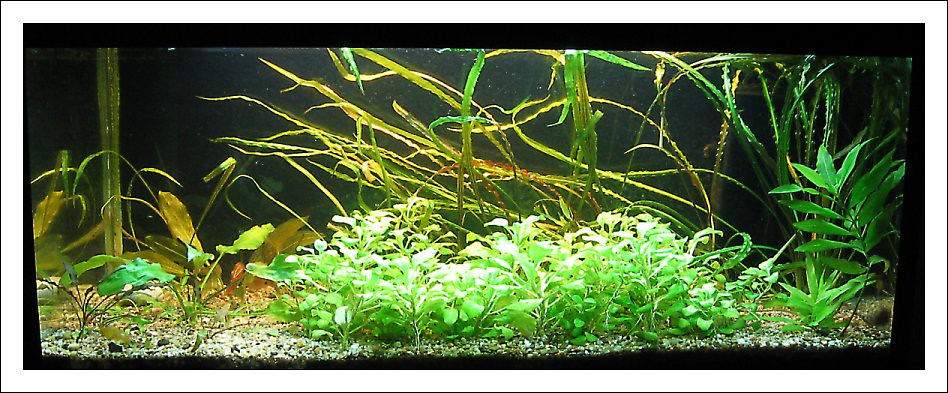 Cuidados Básicos para Guppys