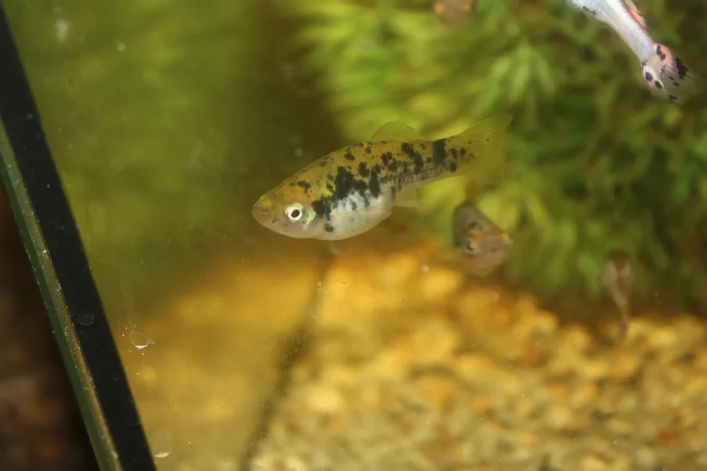 platy-6-1024x683 Que necesito para criar platys