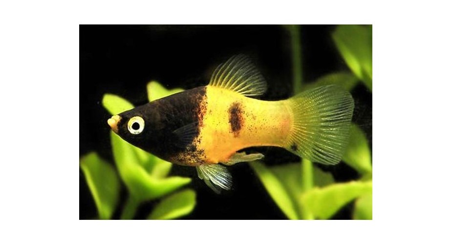 platy25 Enfermedades en los Platys y sus Tratamientos