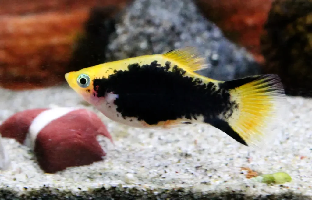 Que necesito para criar platys