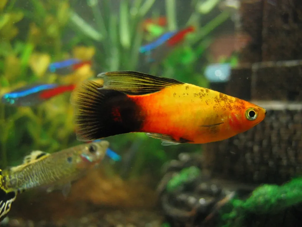 platy7-1024x768 ¿Cómo actúan los platys cuando comparten acuario?
