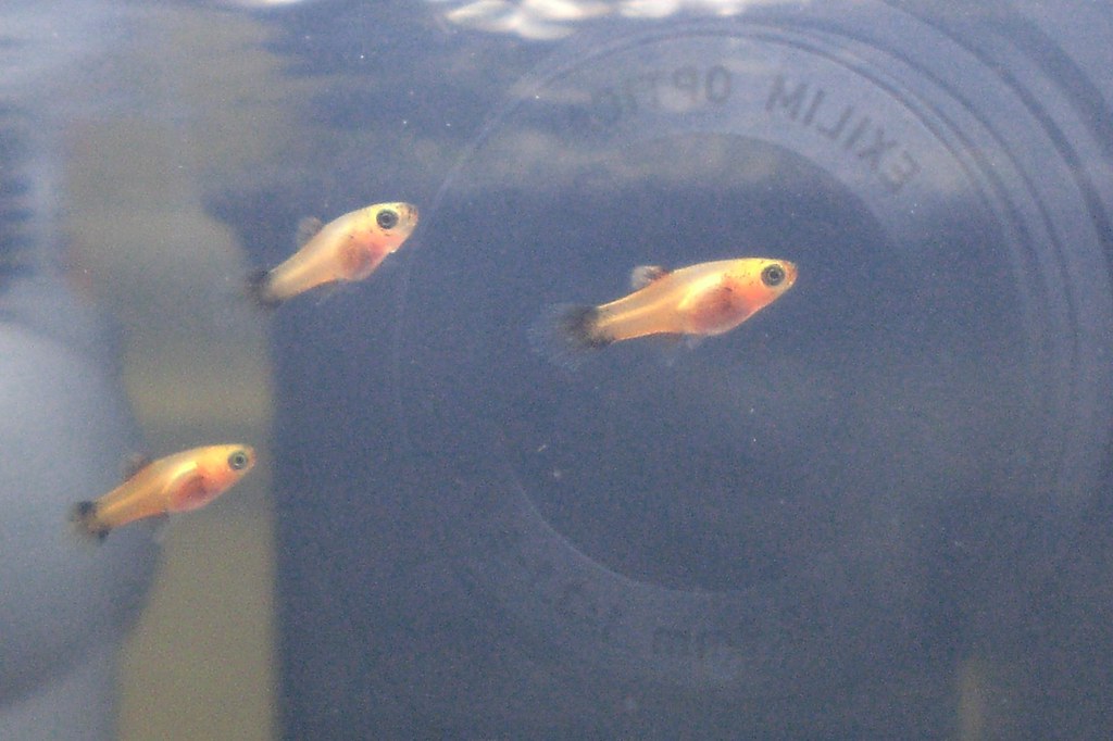 platy7 Que necesito para criar platys