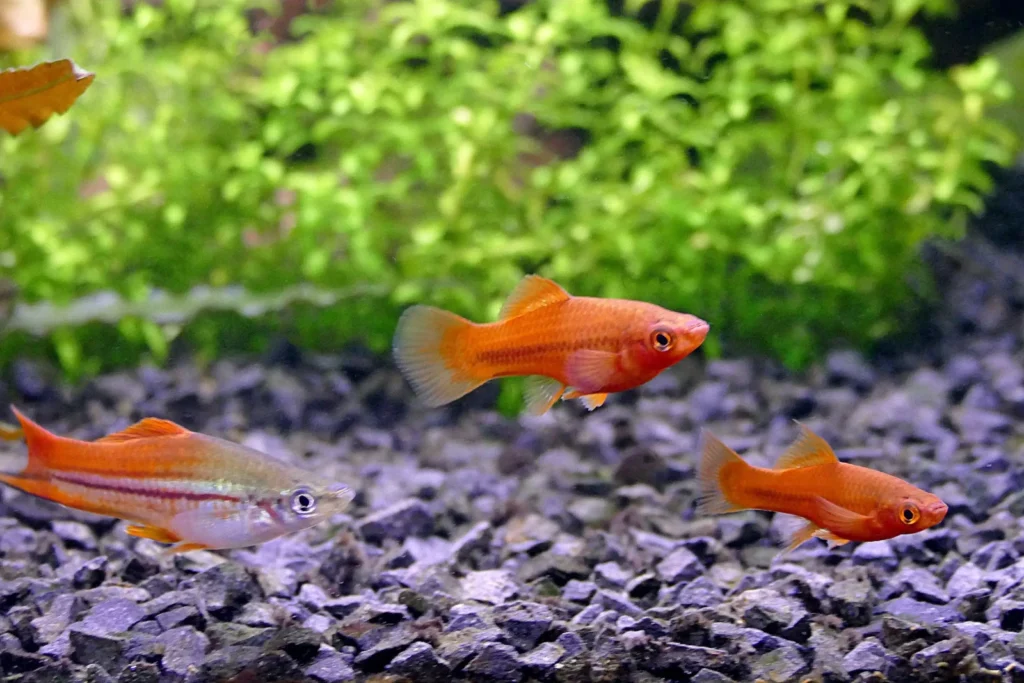 platy9-1024x683 ¿Cómo actúan los platys cuando comparten acuario?